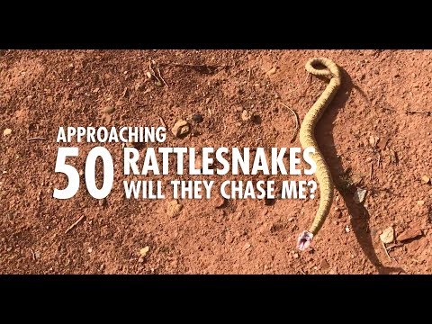 Approaching 50 Wild Rattlesnakes to See