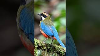 Beautiful Indian bird. Tell the name of this bird #birds