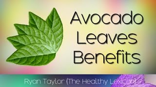 Avocado Leaves: Benefits and Uses