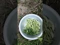 harvest organic green leafy# Village life#fresh# viral vedio