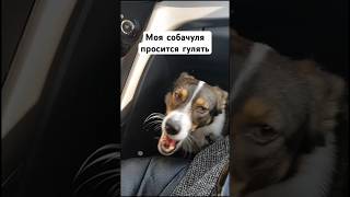 ДЕРЕВЕНСКАЯ КОРГИ ХОЧЕТ 💩 #corgi #dog #3сентября