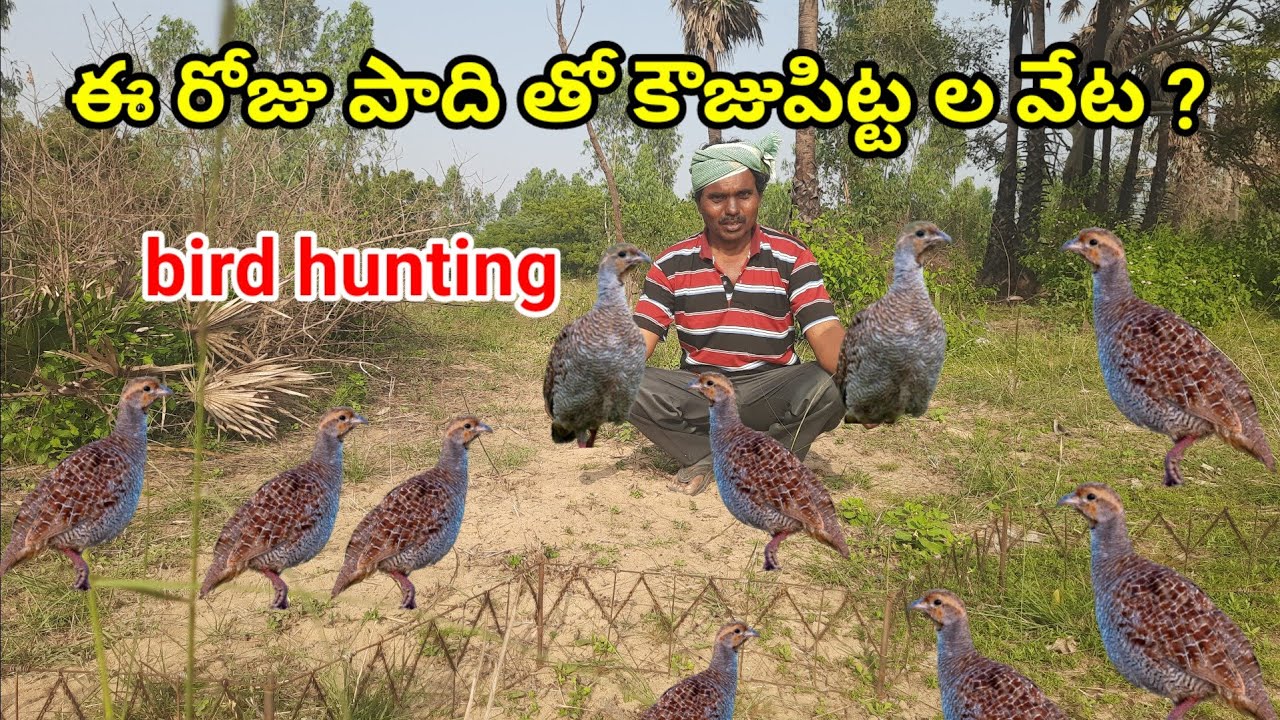 ఈ రోజు పాది తో కౌజుపిట్ట ల షికారి అండోయ్ how to catch kouju paadhi tho hunting bird 🐦 traps in telug
