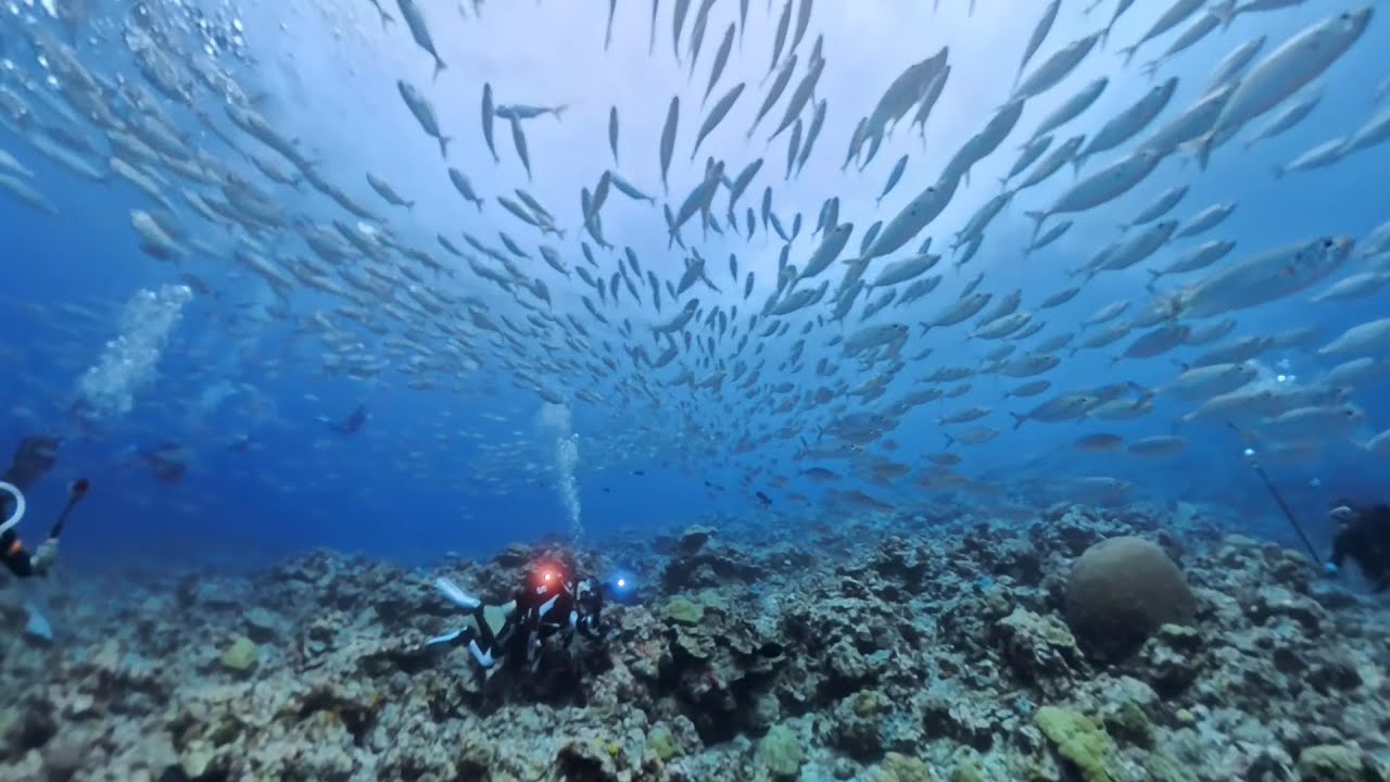 2025 帛琉潛旅 =Day 4= Siaes Tunnel/ Siaes corner/ Iro wreck