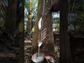 This Is How Natural Rubber Is Actually Made 😱 #shorts