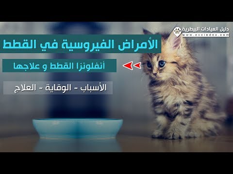 الأمراض الفيروسية في القطط وأنواعها