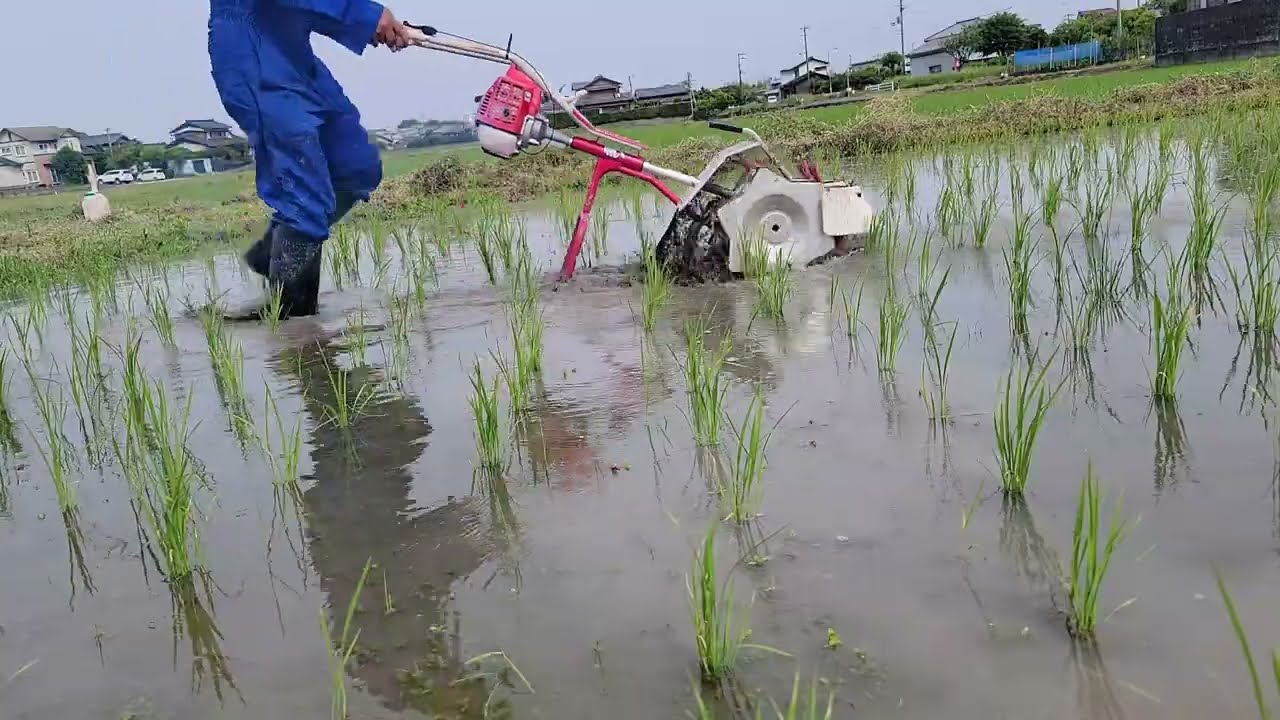 八反どり 大型(L) はったんどり 八反取り はったん取り 八反ずり 水田除草機 草取り 無農薬