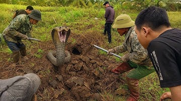 Hôm Nay Đi Bắt Chuột Đồng, Trúng Mánh Gặp Được Chú Rắn Quá Khủng