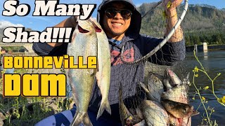 Early Shad Season 2025 - Shad fishing Bonneville Dam Constant Bites!