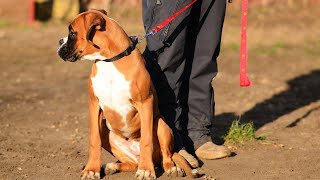 THE BOXER DOG - HOW TO TRAIN YOUR PUPPY