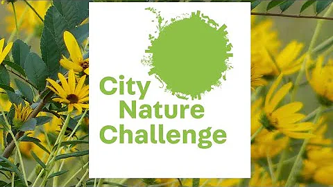 The City Nature Challenge