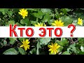 КТО ЭТО ? В русле ручья Короткие видео о животных и растениях