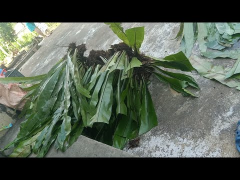 Video 02/9] LAI CHÂU BÁN TỔ QUẠ & LAN RỪNG 0855.402.333 ||... - youtube