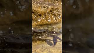Crab blowing bubbles