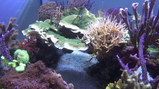 Reef tank dive No. 4