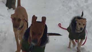 Family and Friends Walk