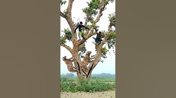 A leopard attacks a boy in the village Tree #40# #vfx #shorts #leopard #wildlife #videos #tiger