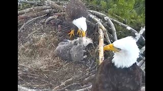 White Rock eagles BC  05 03 24 Congrats Mom & Dad's eaglets have been named Xray & Whiskey