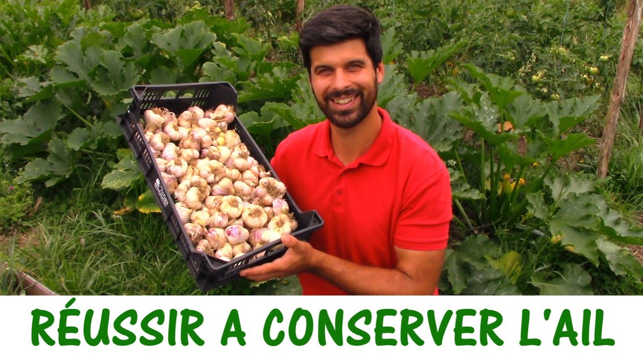 RÉUSSIR A CONSERVER L'AIL DU POTAGER YouTube
