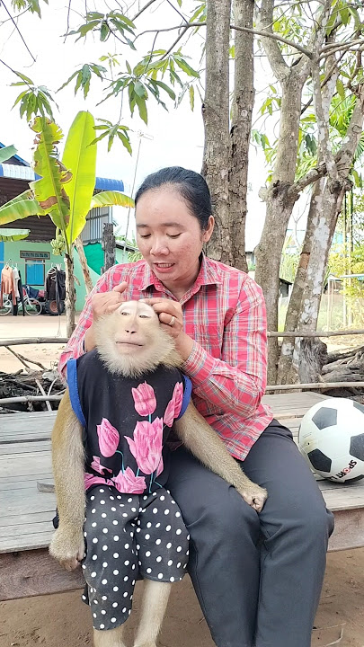 Best SokYaa,OG, ToTo Animals Are So Awesome #shorts