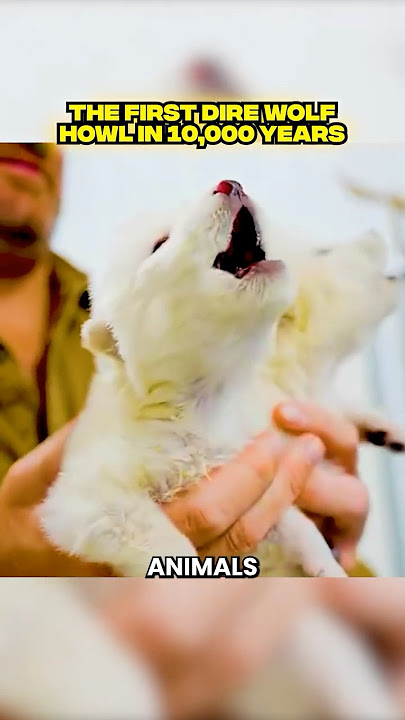 Extinct Dire Wolf brought back to Life