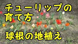 チューリップの育て方　球根の地植え