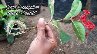 Easy Way to Propagate Ixora Plants From Cuttings by Water and Soil