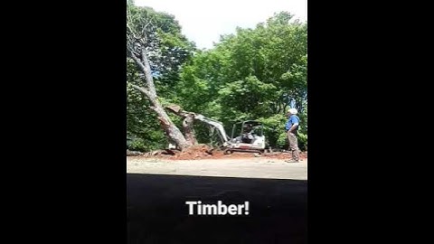 Man almost falls out of excavator! #shorts #bobcat #excavator #miniexcavator #trees #manbun #osha