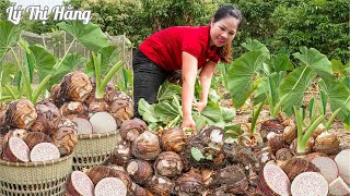 Harvesting Taro & Goes to the Market Sell  Harvesting & Cooking || Ly Thi Hang Daily Life