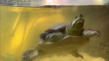 Indian Flapshell turtle underwater