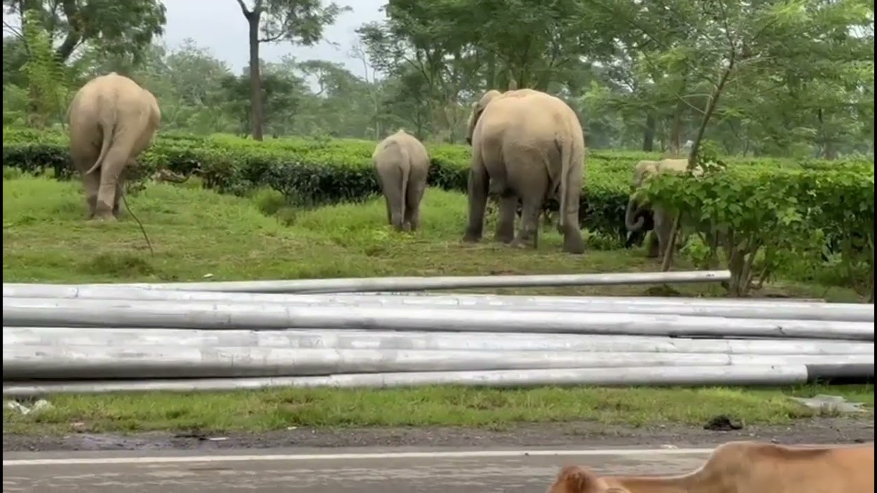 Wild Elephants crossed National Highway 39