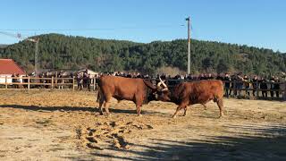 Bullfight | Chega De Bois - Xxi Feira Gastronómica Do Porco | 2019 | Boticas