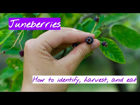 Video: Juneberry Fruit Info - Leer wanneer te plukken en hoe je Juneberries gebruikt