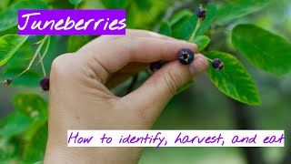 Juneberries: How to Identify, Harvest, and Eat