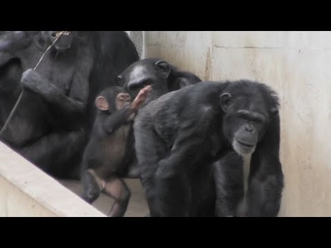 チェリー ベリーとイブキ Cherry Berry And Ibuki チンパンジー 多摩動物公園 Youtube チェリー ベリーとイブキ Cherry Berry And Ibuki チンパンジー 多摩動物公園 Youtube