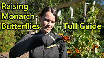 Hatch and Raise Monarch Butterflies - complete how to guide with detailed and beautiful video!