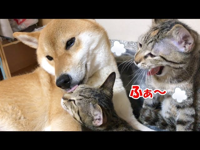 柴犬の側で子猫R2がまったぁ～り癒し空間♡-- The kitten relaxes at the side of the Shiba Inu--