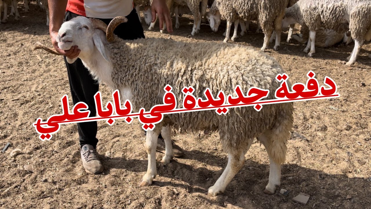 دخول دفعة خرفان جديدة 250 خروف في بابا علي الجزائر العاصمة يمكنكم التواصل الأن مع البائع عمي نوردين
