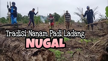 Tradisi Nanam Padi di Ladang(Huma/ Umo) di Sarolangun dikenal dg istilah NUGAL