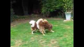 Brothers Reunited @ Dogs to Stay by Simon Brown 3,703 views 10 years ago 39 seconds