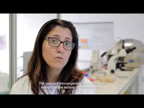 Vídeo: Bioconversión De Permeado De Suero De Queso En Aceite Fúngico Por Mucor Circinelloides