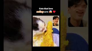 Cats That Love Eating Corn