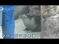 【マリンピア日本海】 アザラシの給餌訓練(260703)