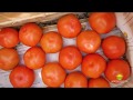 Tomates Orgánicos - Campo Experimental Agrorgánicos Nacionales
