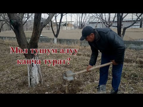 Video: Кургак алманы кантип тоңдурууга болот?