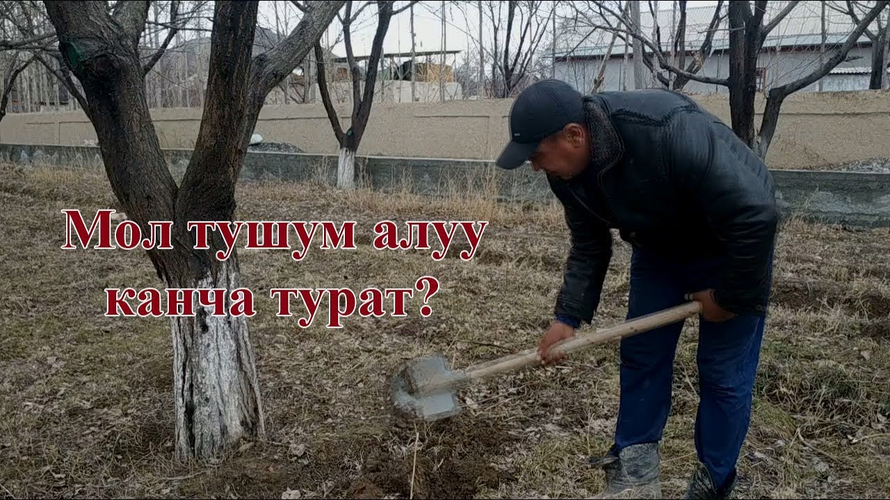 Мол тушум алуу канча турат