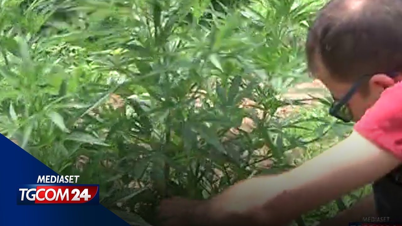 Cannabis: coltivarla in casa per uso personale non è reato