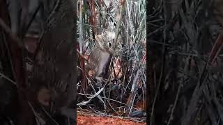 Tiny Mouse Caught Chewing…