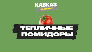 Кавказ накормит. Тепличные помидоры