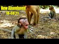 New Update Million Sad! This New Abandoned Monkey In This Park And He's So S-hock To Everyone Here.