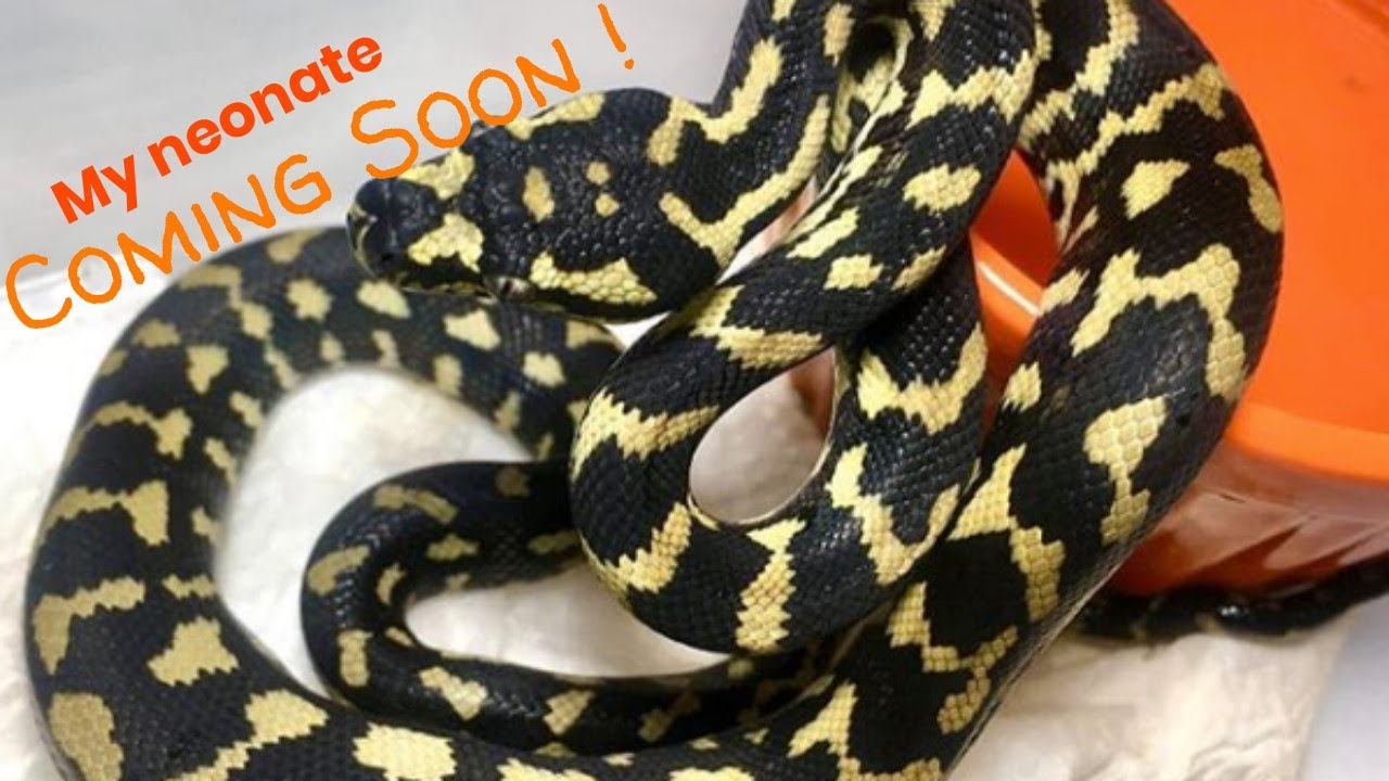 My Neonate Jungle Carpet Python enclosure set up! - YouTube